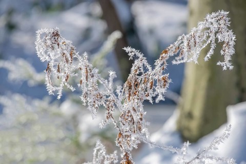 A branch covered with ice crystals in a wintry landscape, Münsterland, North Rhine-Westphalia,