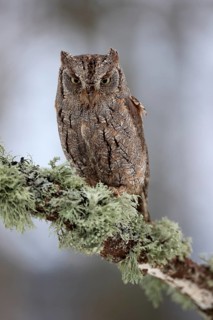 European scops owl (Otus scops), adult, perch, winter, alert, Bohemian Forest, Czech Republic