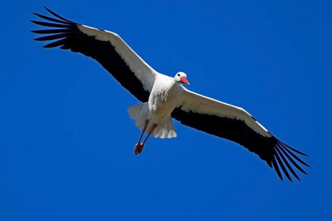 A single stork flies with outstretched wings in the sky, white stork (Ciconia ciconia), wildlife,