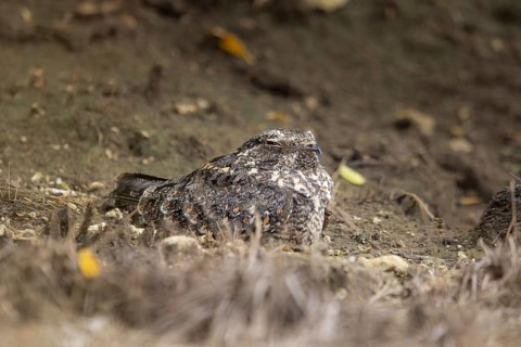 Savanna Nightjar (Caprimulgus affinis), Bali, Indonesia