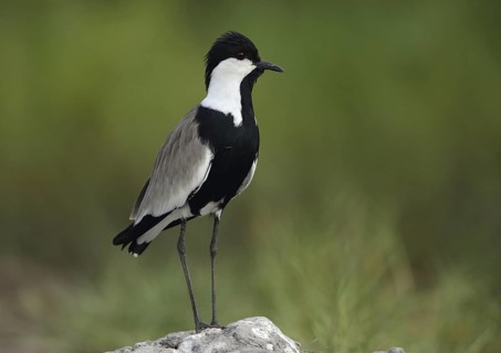 Spur-winged Lapwing (Vanellus spinosus), Gambia