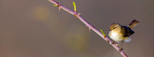 Chiffchaff, (Phylloscopus collybita), (Phylloscopus collybitus), willow warbler, songbird, perch,