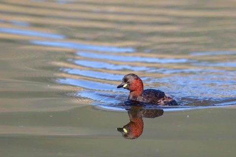 Little Grebe (Tachybaptus ruficollis), Lesvos, Greece