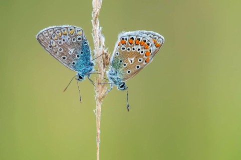 Blue butterfly (Polyommatus icarus), Goldenstedt moor, Goldenstedt, Lower Saxony, Germany