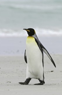King Penguin (Aptenodytes patagonicus), Falkland Islands