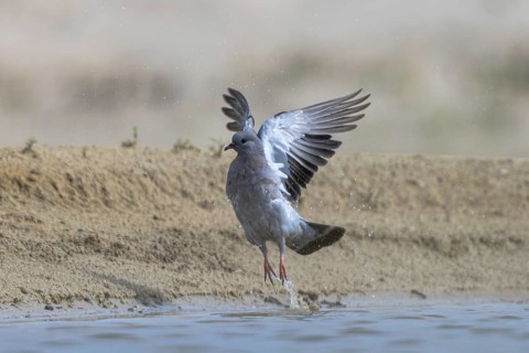 Stock Dove (Columba oenas) taking flight, North Rhine-Westphalia, Germany