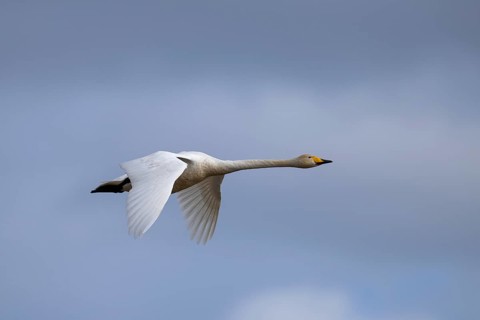 Whooper Swan, Sweden
