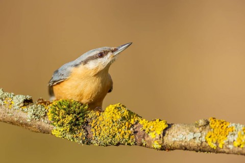 Kleiber, Sitta europaea Eurasian Nuthatch, Sitta europaea