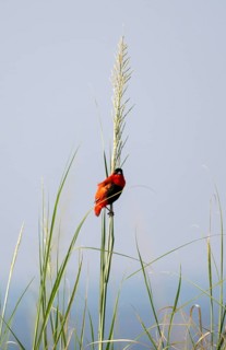 Fire weaver (Euplectes franciscanus), red bird sitting on a blade of grass, Murchison Falls