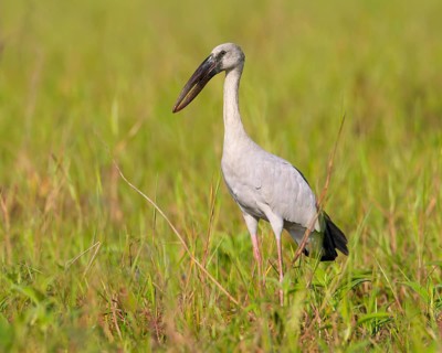 Asian Openbill (Anastomus oscitans), Bueng Boraphet, Thailand
