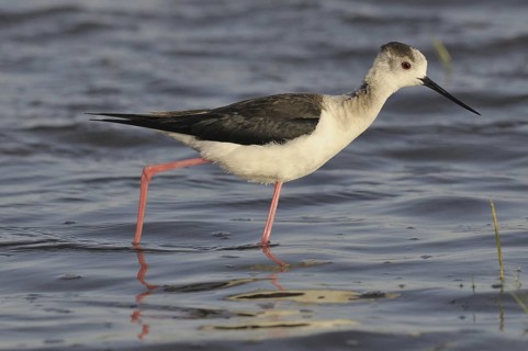 Black-winged Stilt (Himantopus himantopus), Austria