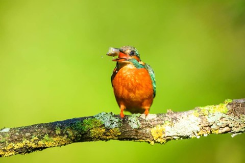 Common kingfisher (Alcedo atthis) with preyed fish sitting on a branch with autumncolours, wildife,