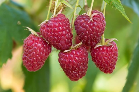 Raspberry (Rubus idaeus' Sanibelle '), Cambridge Botanical Garden, Germany