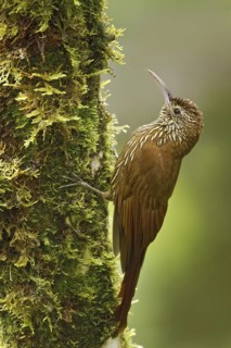 Montane Woodcreeper (Lepidocolaptes lacrymiger), Ecuador