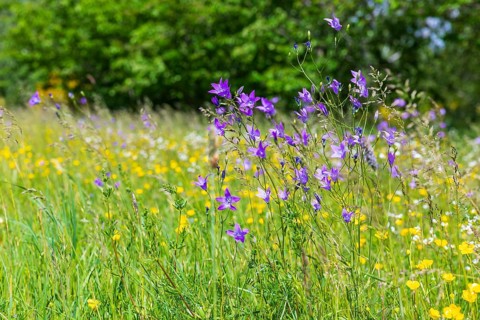 Meadow bellflower (Campanula patula) blooming at the old Schieferberg quarry near Strehla, Saxony,