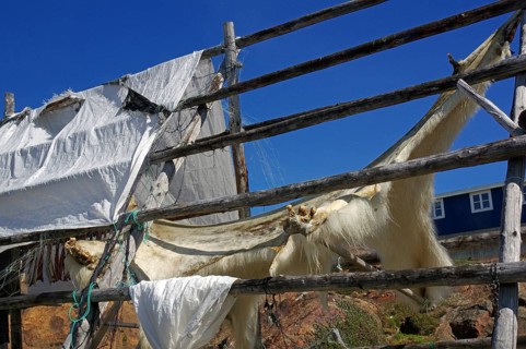 Animal skins are hung on a wooden rack outside to dry, polar bear, hunting, Tasiilaq, Arctic,