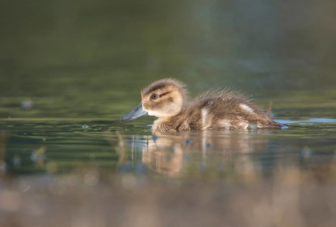 Grey Teal (Anas gracilis) chick, Victoria, Australia