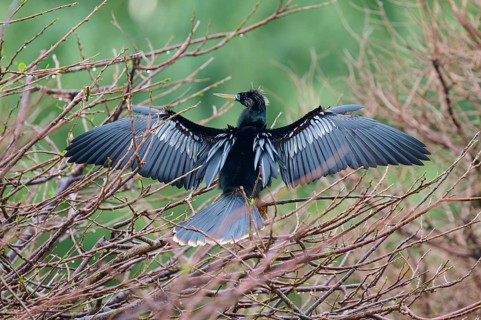 American Darter (Anhinga anhinga), with open wings in spring, Wakodahatchee Wetlands, Delray Beach,