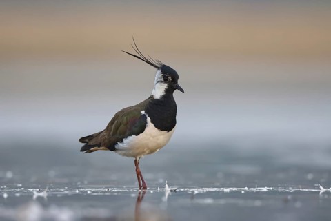 Northern Lapwing (Vanellus vanellus) male, North Rhine-Westphalia, Germany