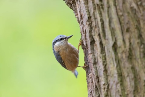 Eurasian nuthatch (Sitta europaea), Sittelle torchepot, Trepador Azul, Neustadt an der Weinstraße