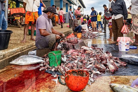 Man works fish and sits on the ground with blood buckets at a market, The fishermen in the fishing