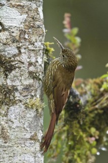 Montane Woodcreeper (Lepidocolaptes lacrymiger), Ecuador