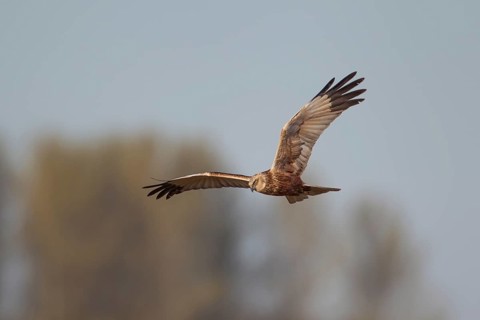 Marsh harrier (Circus aeruginosus) adult bird of prey raptor in flight in spring, RSPB Minsmere
