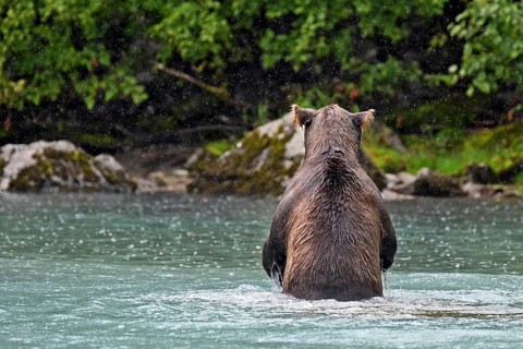 Brown bear (Ursus arctos) from behind standing in the water looking for salmon, Lake Clark National