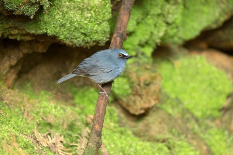 White-bellied Blue Robin (Sholicola albiventris) male perched on a branch, Kerala, India