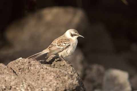 Galapagos Mockingbird (Mimus parvulus), Galapagos, Ecuador