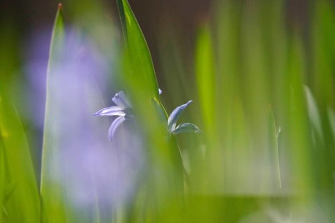 Blaustern, spring, Germany