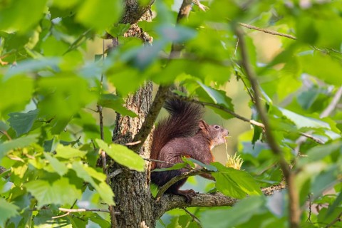 A  squirrel or Eurasian  squirrel (Sciurus vulgaris) eats from a Corylus colurna