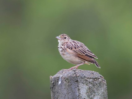 Jerdon's Bush Lark (Mirafra affinis), Sri Lanka