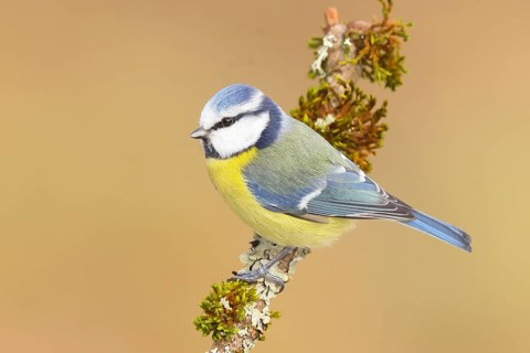 Blue tit (Parus caeruleus), sitting on a branch overgrown with moss and lichen, Wildlife, Animals,