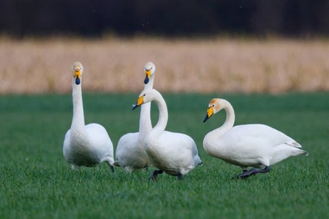 Whooper Swan (Cygnus cygnus) group, North Rhine-Westphalia, Germany