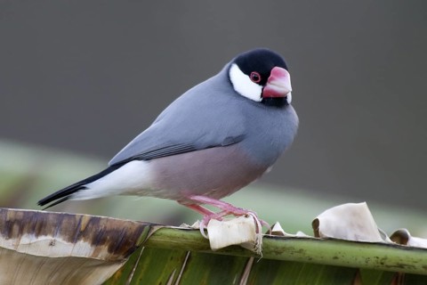 Java Sparrow (Lonchura oryzivora), Christmas Island, Australia