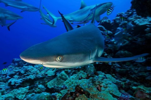 Underwater photo small group of Grey reef sharks (Carcharhinus amblyrhynchos) swimming through open