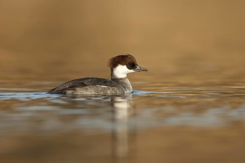 Smew (Mergellus albellus) female, Utrecht, Netherlands