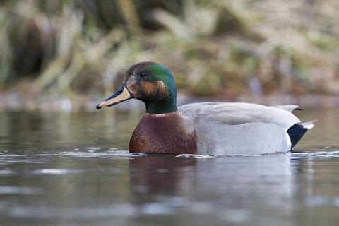 Hybrid: Gadwall x Mallard (Mareca strepera x Anas platyrhynchos) Bavaria, Germany
