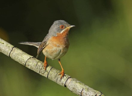 Subalpine Warbler (Sylvia cantillans) male perched on a branch, French Riviera, France