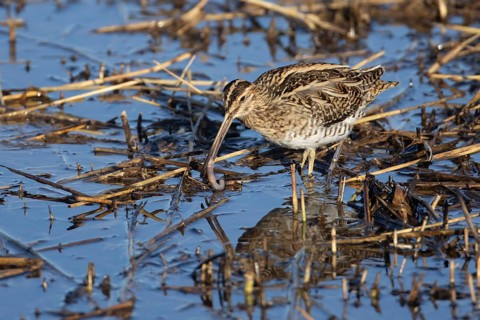 Common snipe (Gallinago gallinago) adult wading bird feeding on a worm, England, United Kingdom