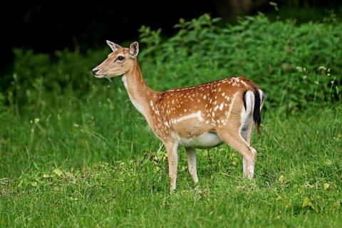 Sika deer (Cervus nippon), cow, captive, Switzerland