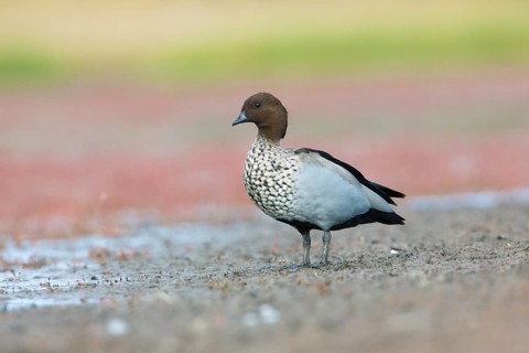 Maned Duck (Chenonetta jubata) male, Victoria, Australia