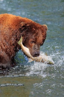 Grizzly bear (Ursus arctos horribilis), adult, in water, in summer, with salmon, with prey, eating,