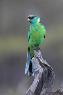 Mallee Ringneck (Barnardius zonarius barnardi) male perched on an old tree stump, Victoria,
