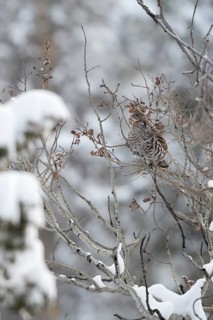 Ruffed Grouse (Bonasa umbellus) perched on a branch, Wyoming, USA