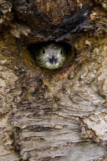European Green Woodpecker (Picus viridis) chick peering out from nest hole, North Rhine-Westphalia,