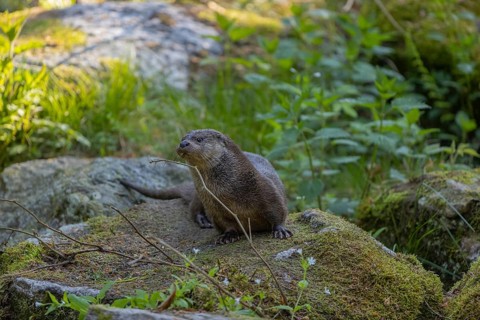 One Eurasian otter (Lutra lutra), resting on a mossy rock. Green vegetation and rocks around him