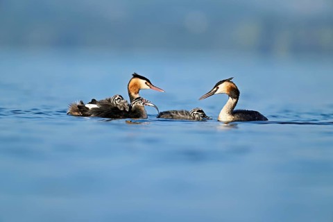 Great Crested Grebe (Podiceps Scalloped ribbonfish) pair feeding their offspring with fish, Lake