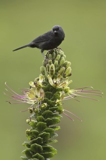 Black Flowerpiercer (Diglossa humeralis), Ecuador